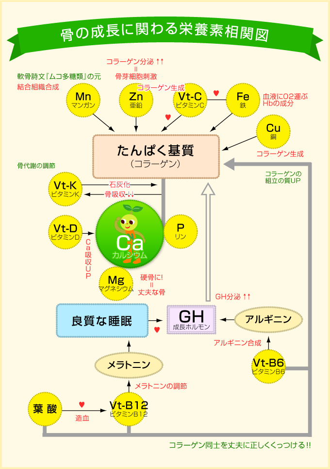 成長のために特に重要な栄養素とは スクスクのっぽくん